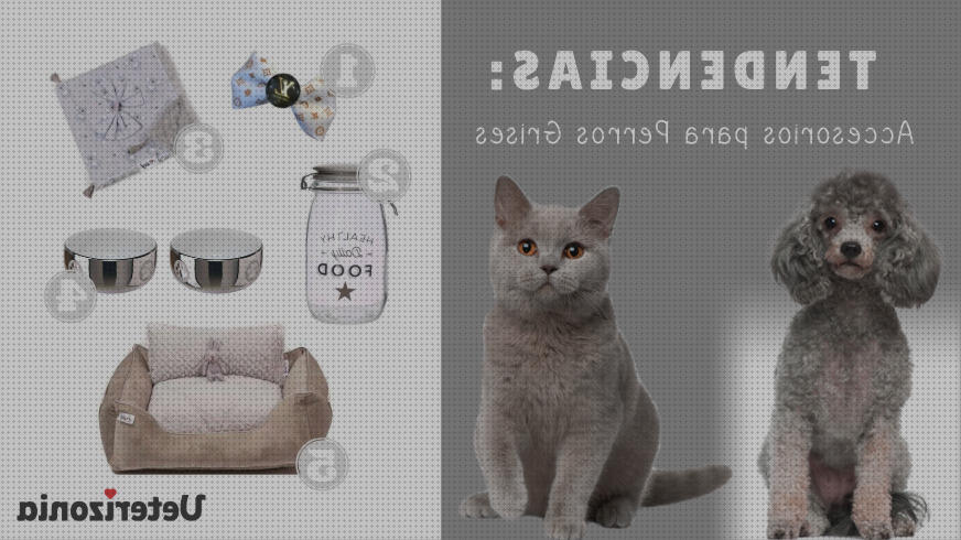 Las mejores marcas de accesorios gatos accesorios