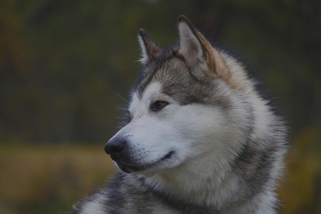 ¿Dónde poder comprar alaskan malamute?