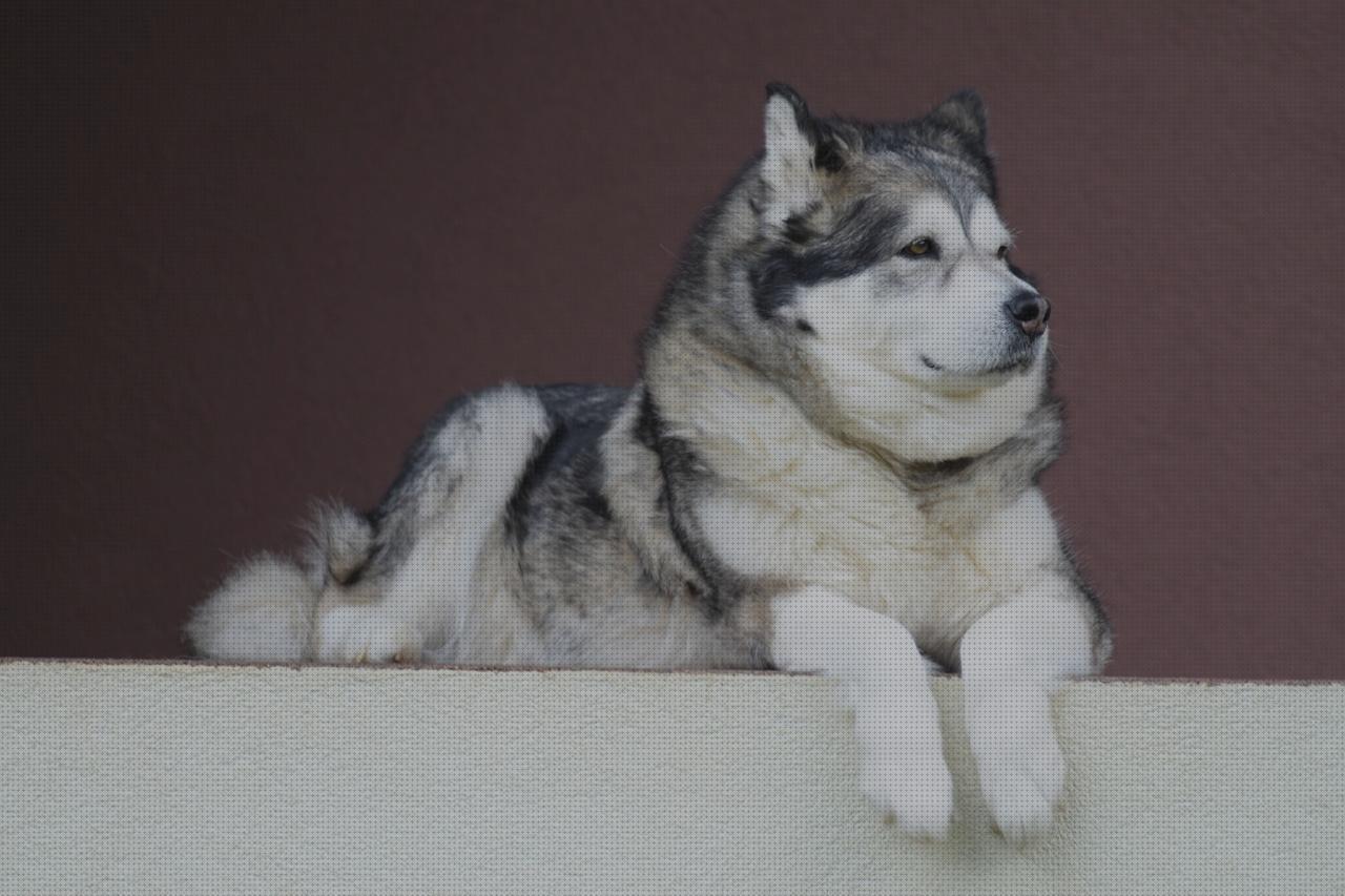 Las mejores marcas de alaskan malamute