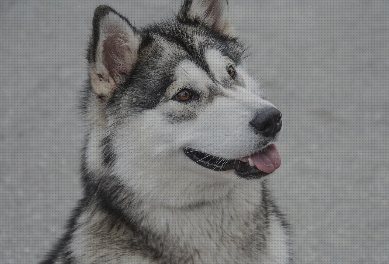 Las mejores alaskan malamute