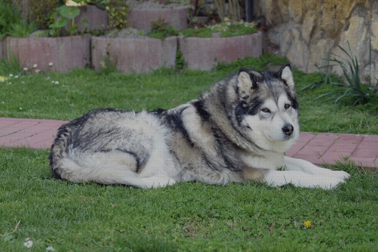 Review de alaskan malamute