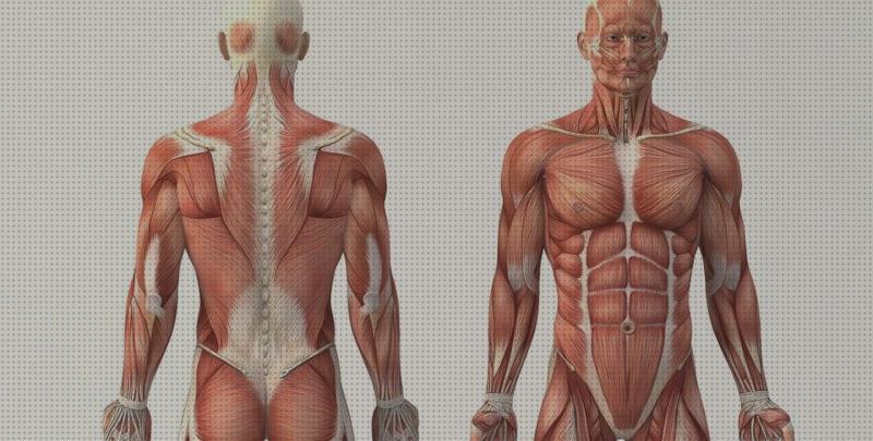 Review de los 8 mejores anatomías anatomia a la venta