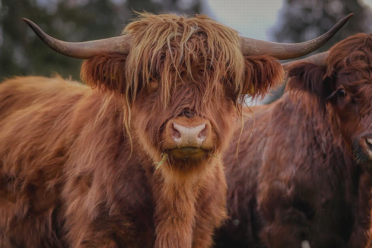 ¿Dónde poder comprar cabeza de toro disecada?