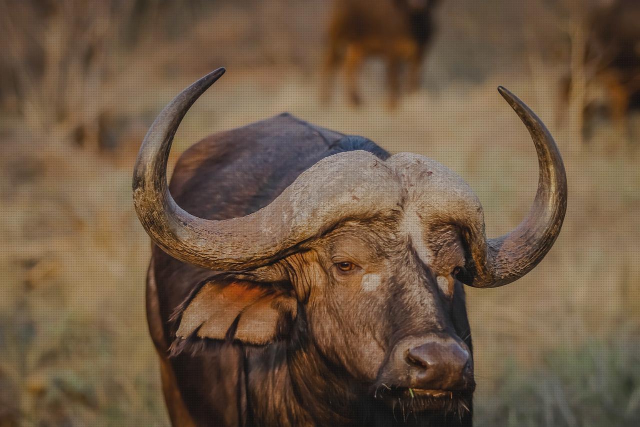 Opiniones de las 9 mejores Cabezas De Toros Disecada