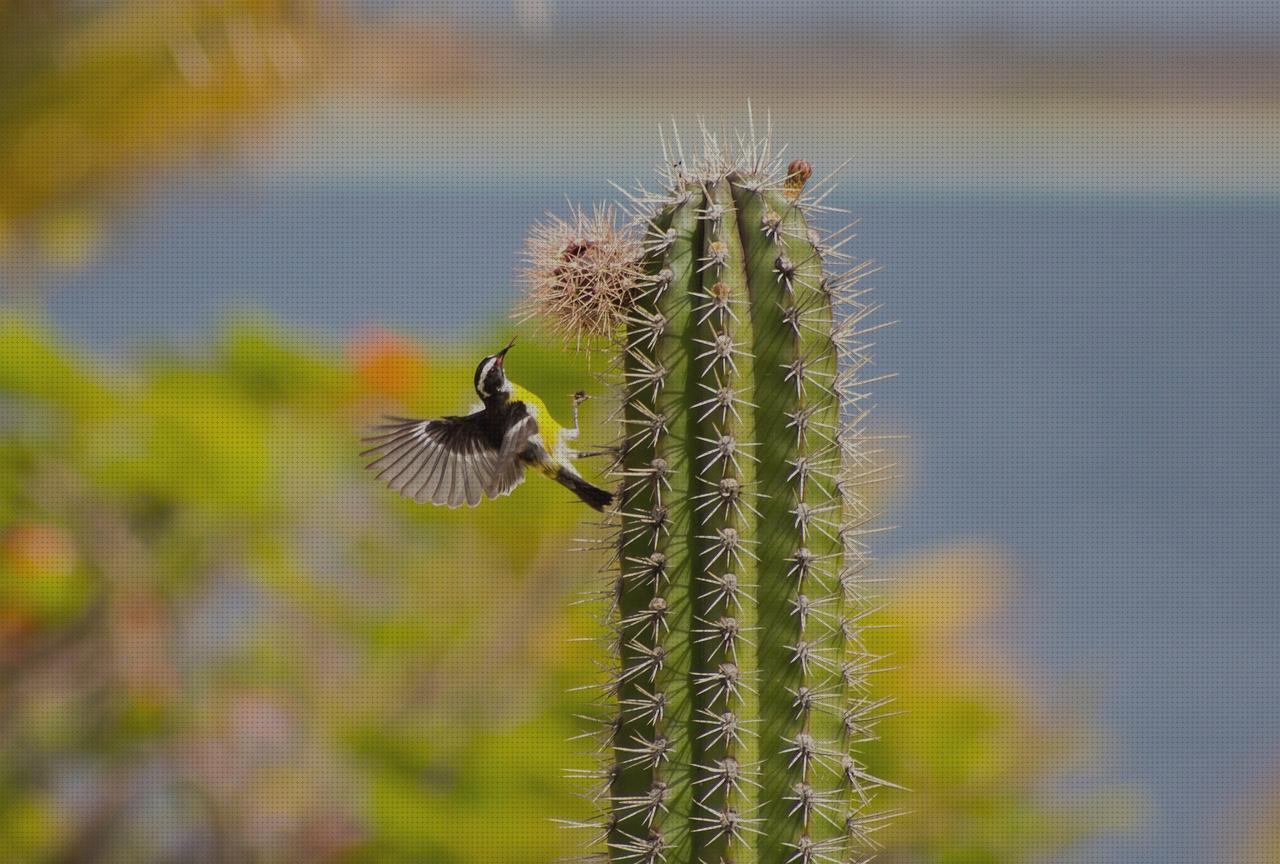 ¿Dónde poder comprar cactus cactus pequeños?