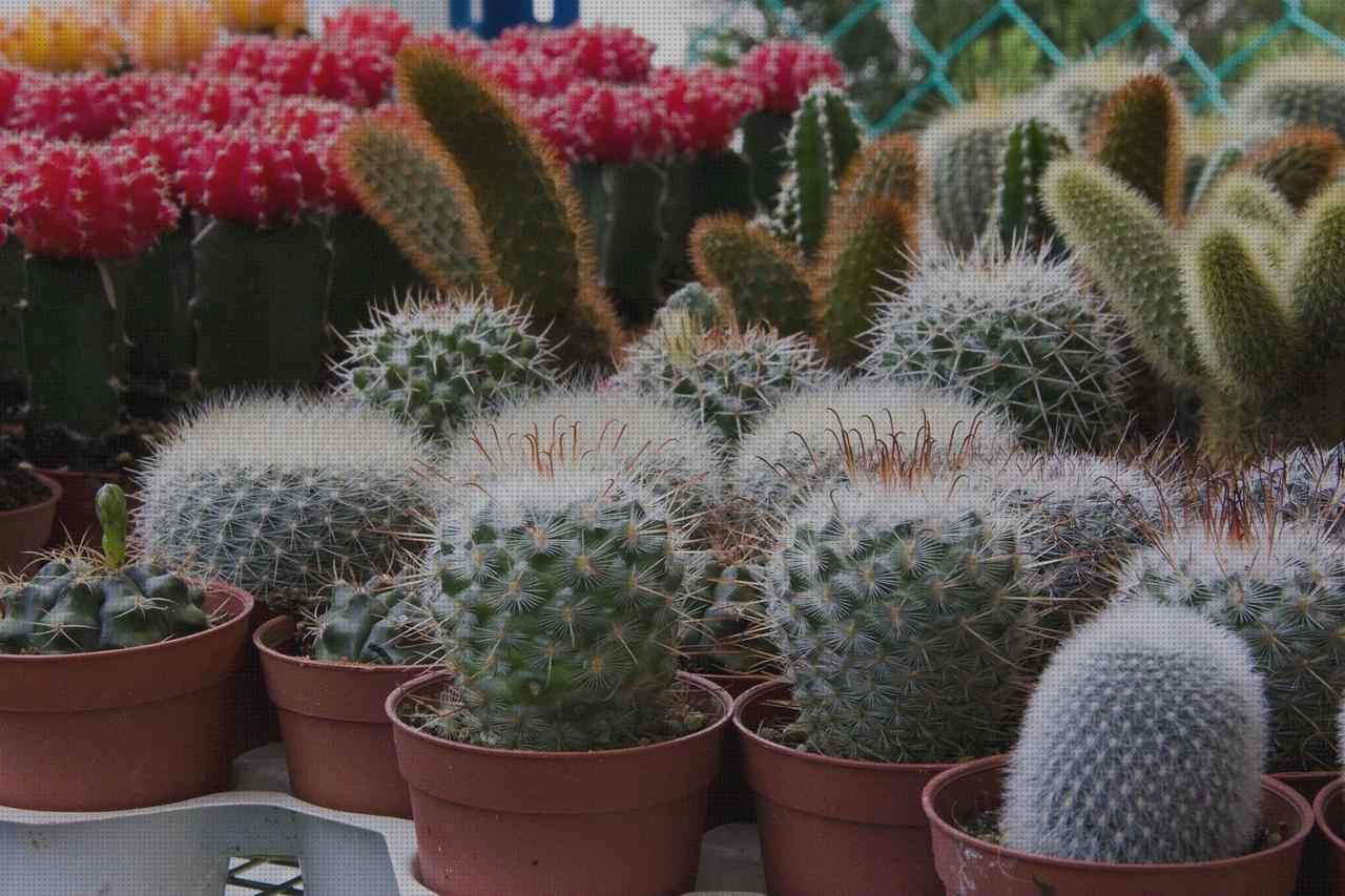 Las mejores marcas de cactus cactus pequeños