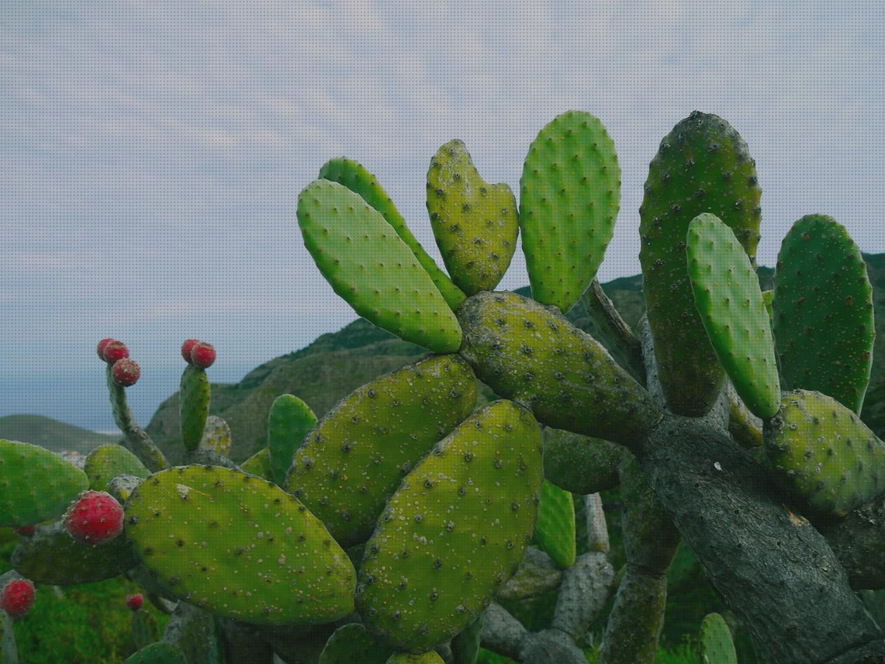 Análisis de los 15 mejores cactus pequeños