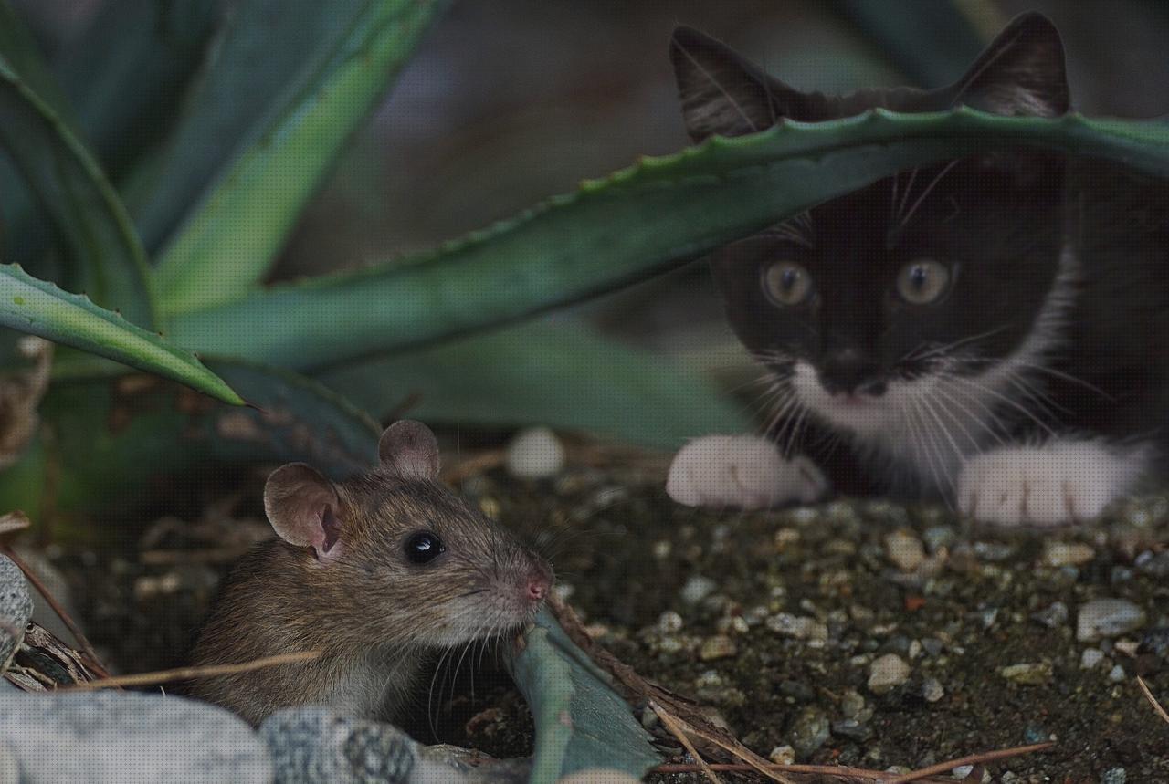 Las mejores marcas de capturadora capturadora el gato