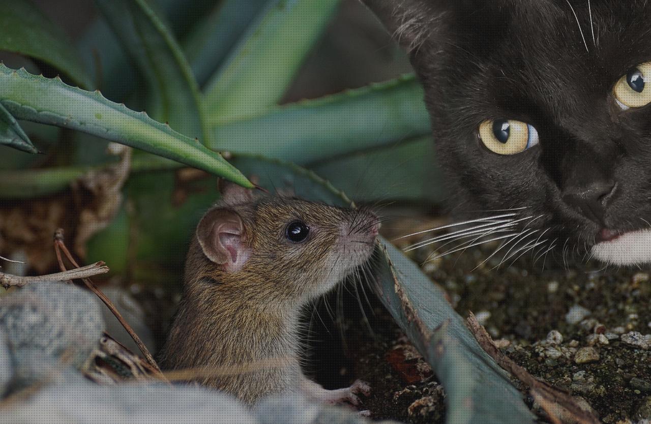 Las mejores capturadora capturadora el gato