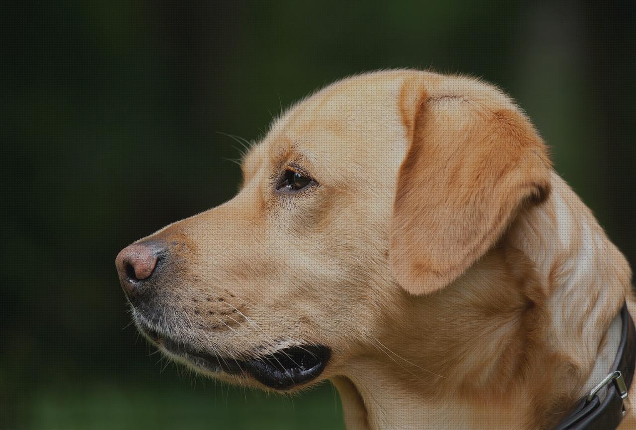 Las mejores collar antiparasitos perro