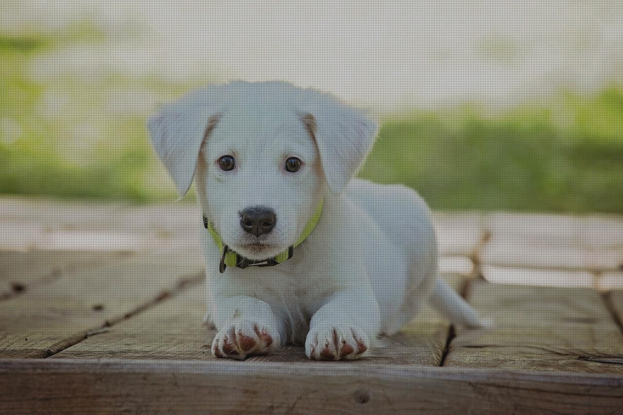 Análisis de los 20 mejores Collares Antiparasitos Para Perros