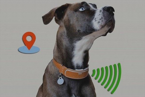 Análisis de los 10 mejores Collares Localizadores Para Perros