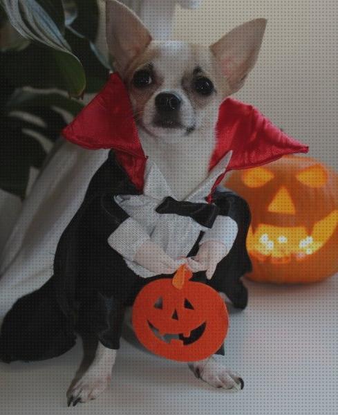 Las mejores marcas de halloween disfraz halloween perro pequeño