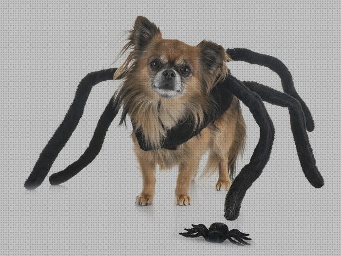 Las mejores marcas de perros disfraces disfraces perros araña