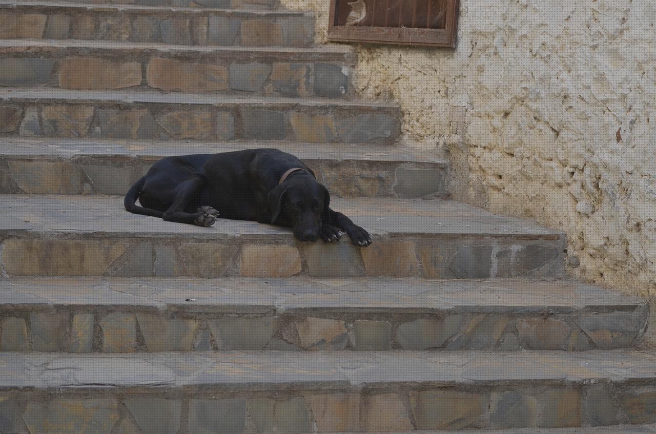 Las mejores marcas de escaleras escalera perro