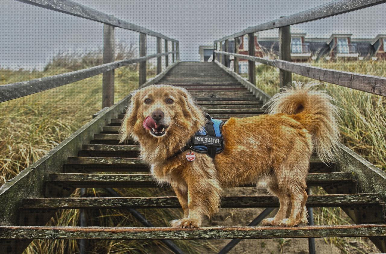 Las mejores escaleras escalera perro