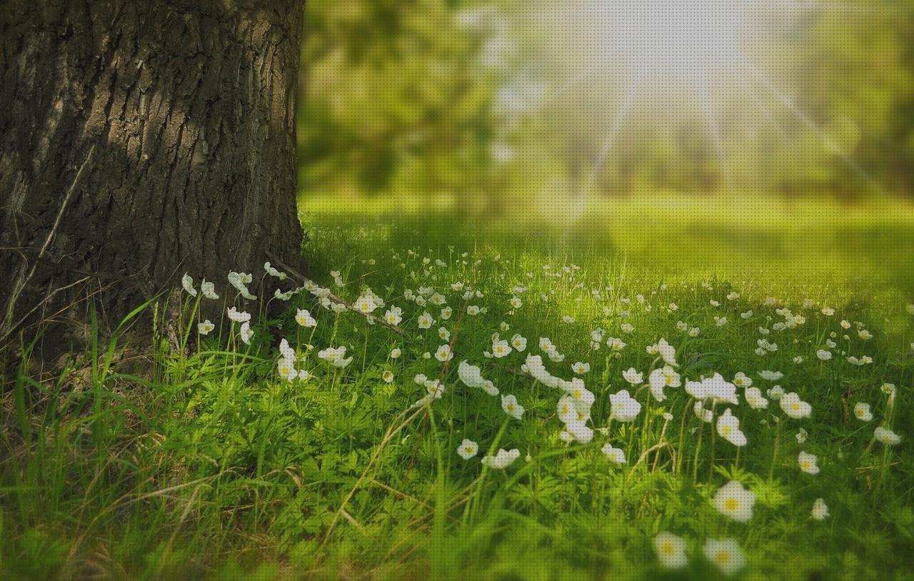 ¿Dónde poder comprar flores flores artificiais?