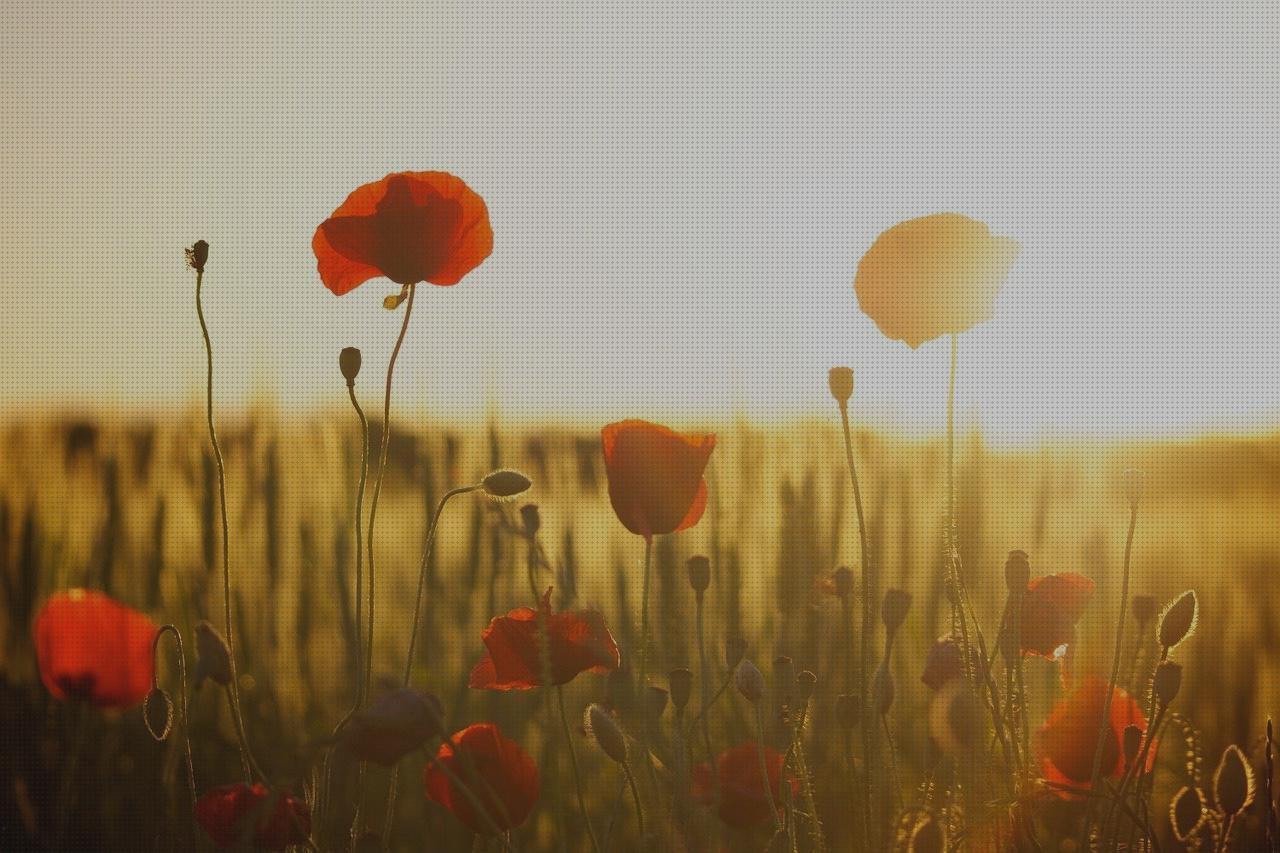 Las mejores flores flores artificiais