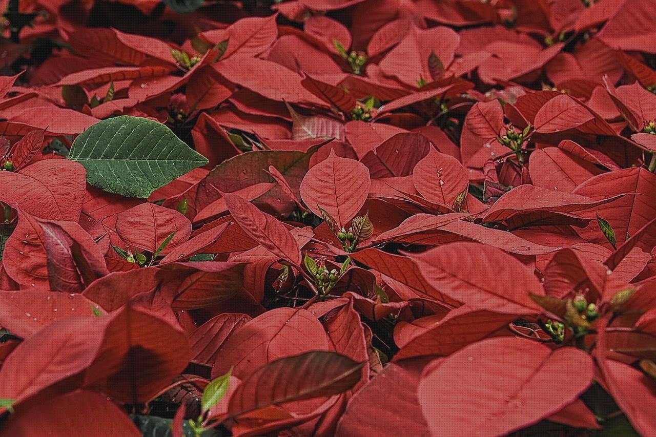 Las mejores flores flores de navidad