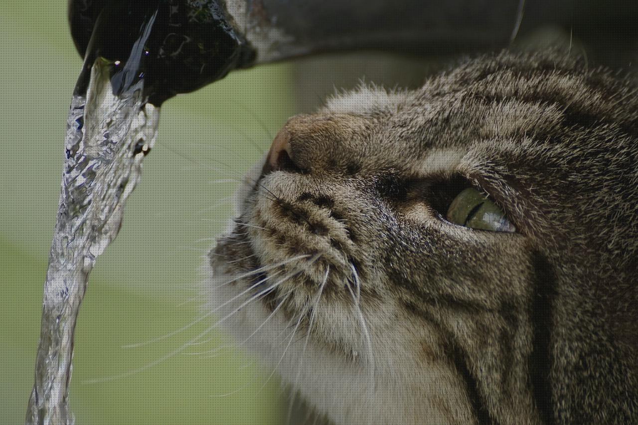 Las mejores marcas de fuentes fuente gato