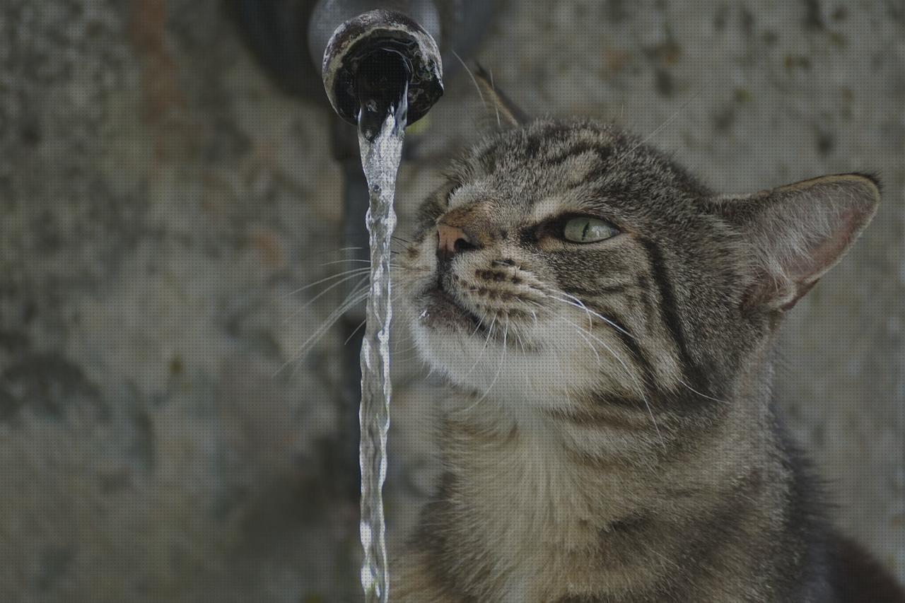 Las mejores fuentes fuente gato