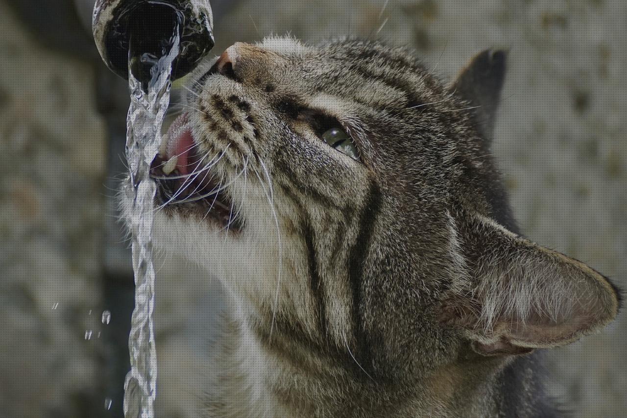 Las 20 Mejores fuentes gatos