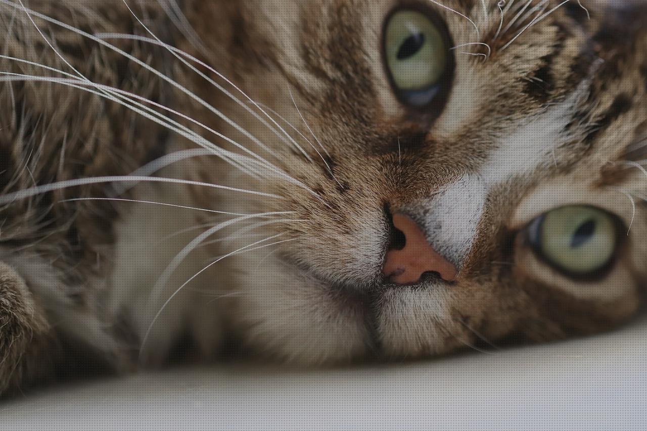 Las mejores gatos gato peluche