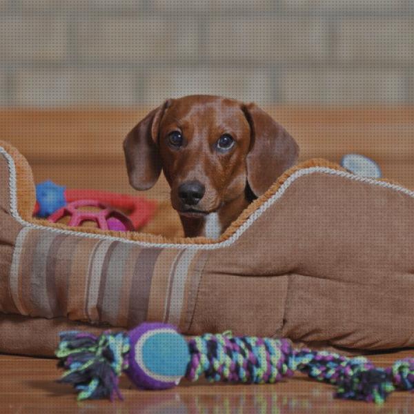 Las mejores perros juguetes juguetes perros pequeños