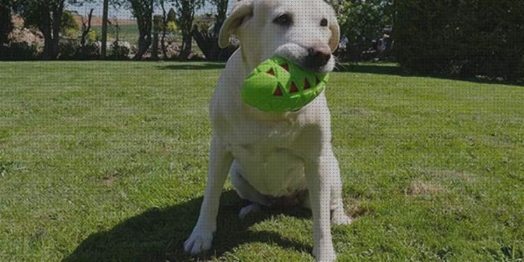 Las mejores perros juguetes juguetes perros