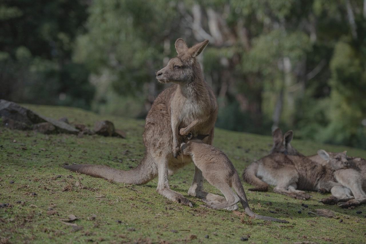 ¿Dónde poder comprar kangaroos kangaroos hombre?