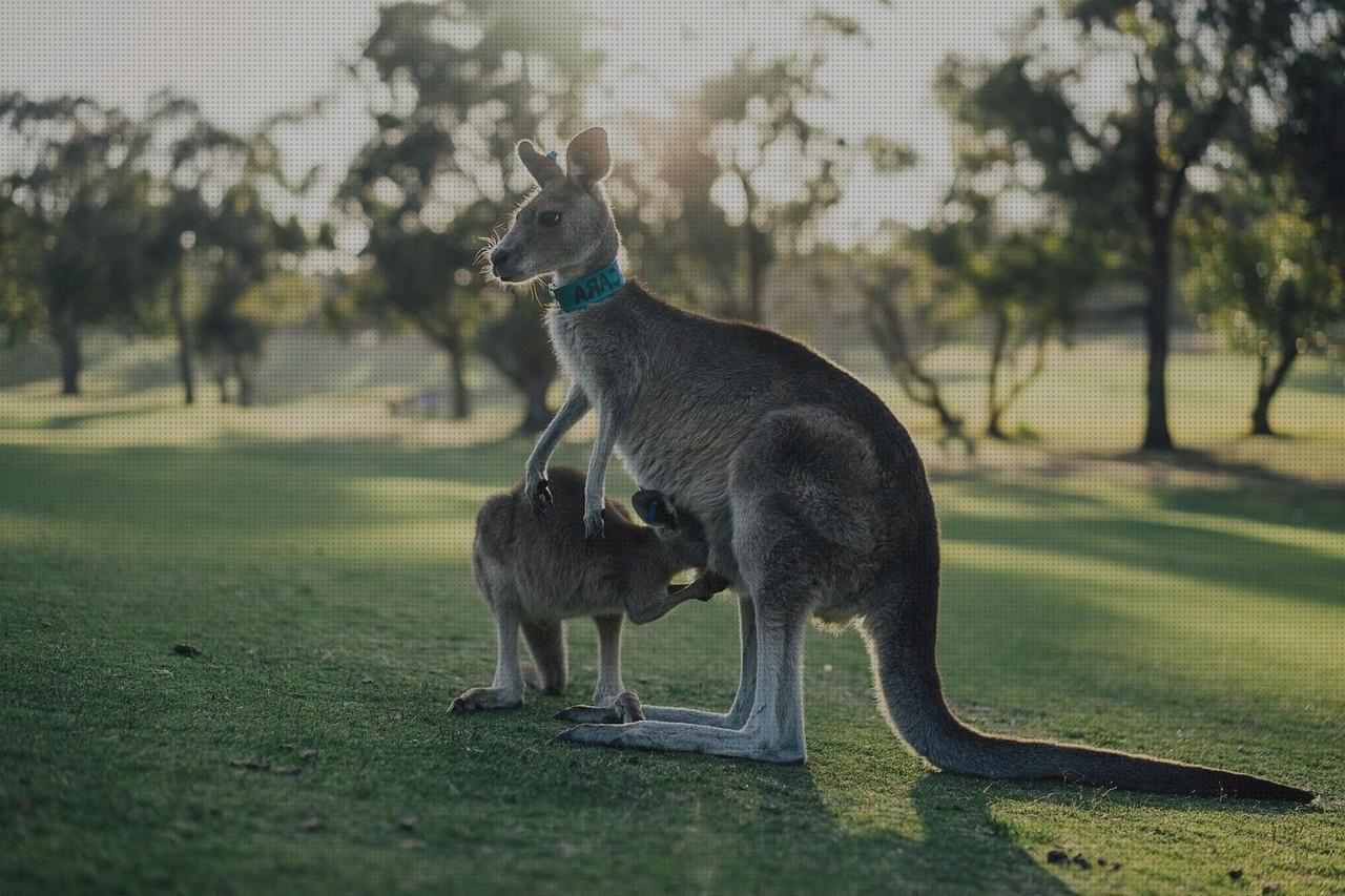 Las mejores kangaroos kangaroos hombre