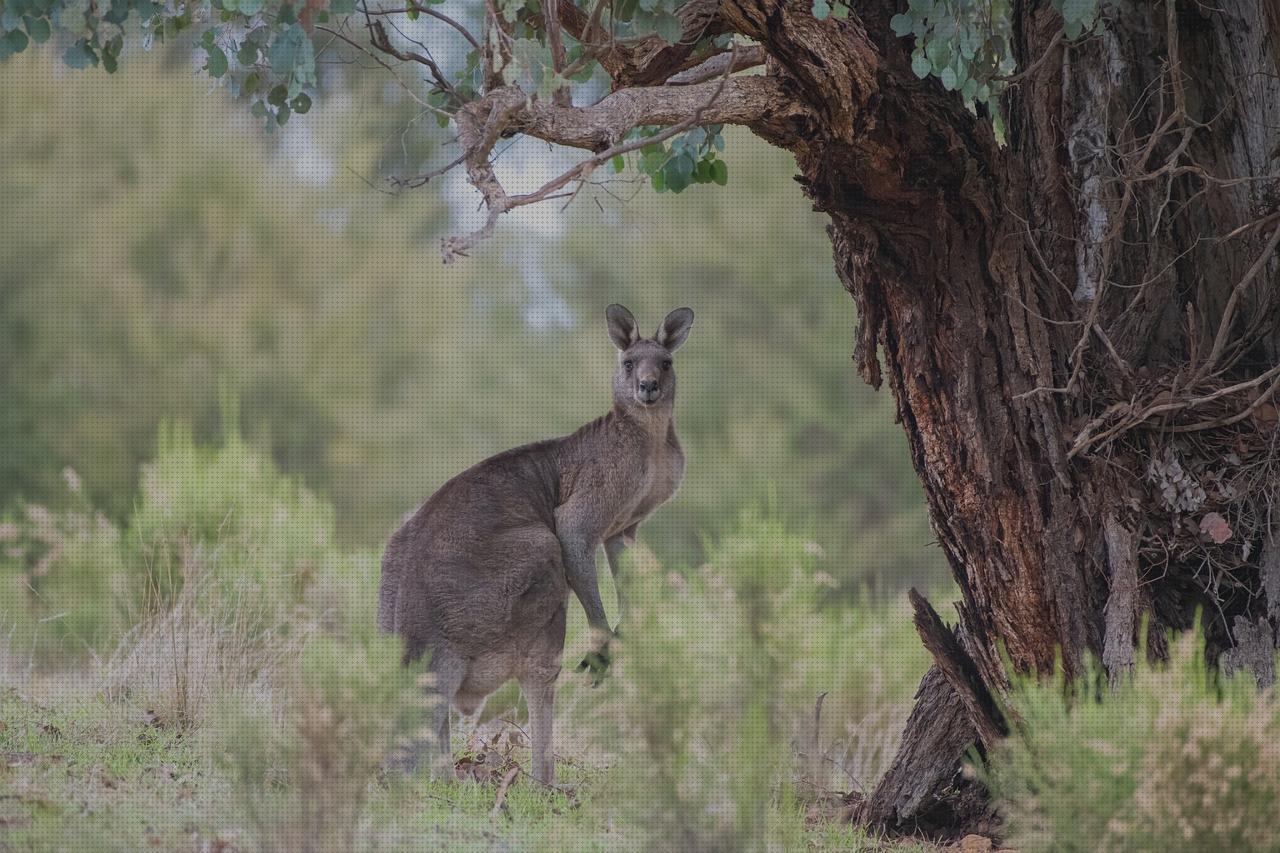 TOP 8 kangaroos de hombres bajo análisis