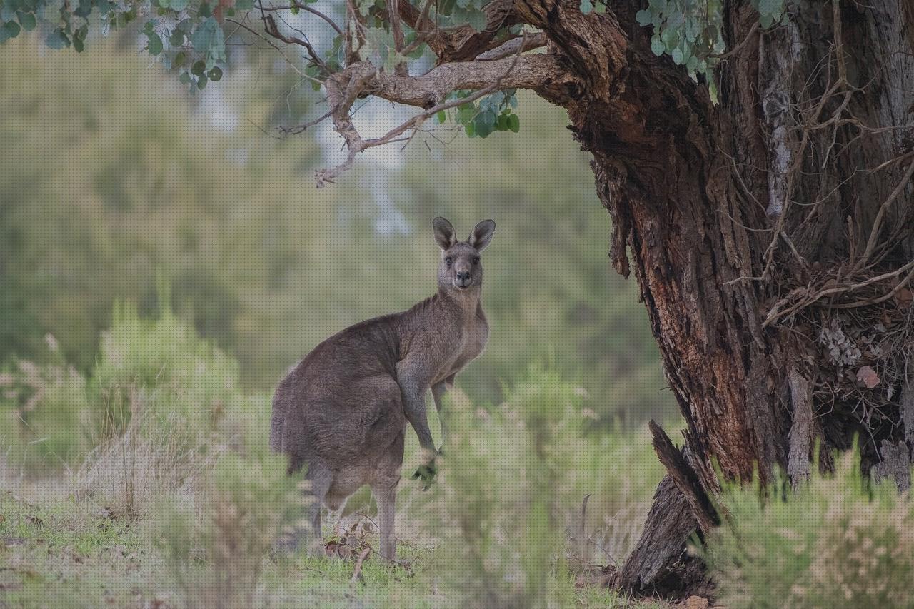 Análisis de los 11 mejores kangaroos de mujeres