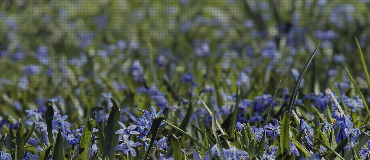 ¿Dónde poder comprar mariposas mariposas decorativas?