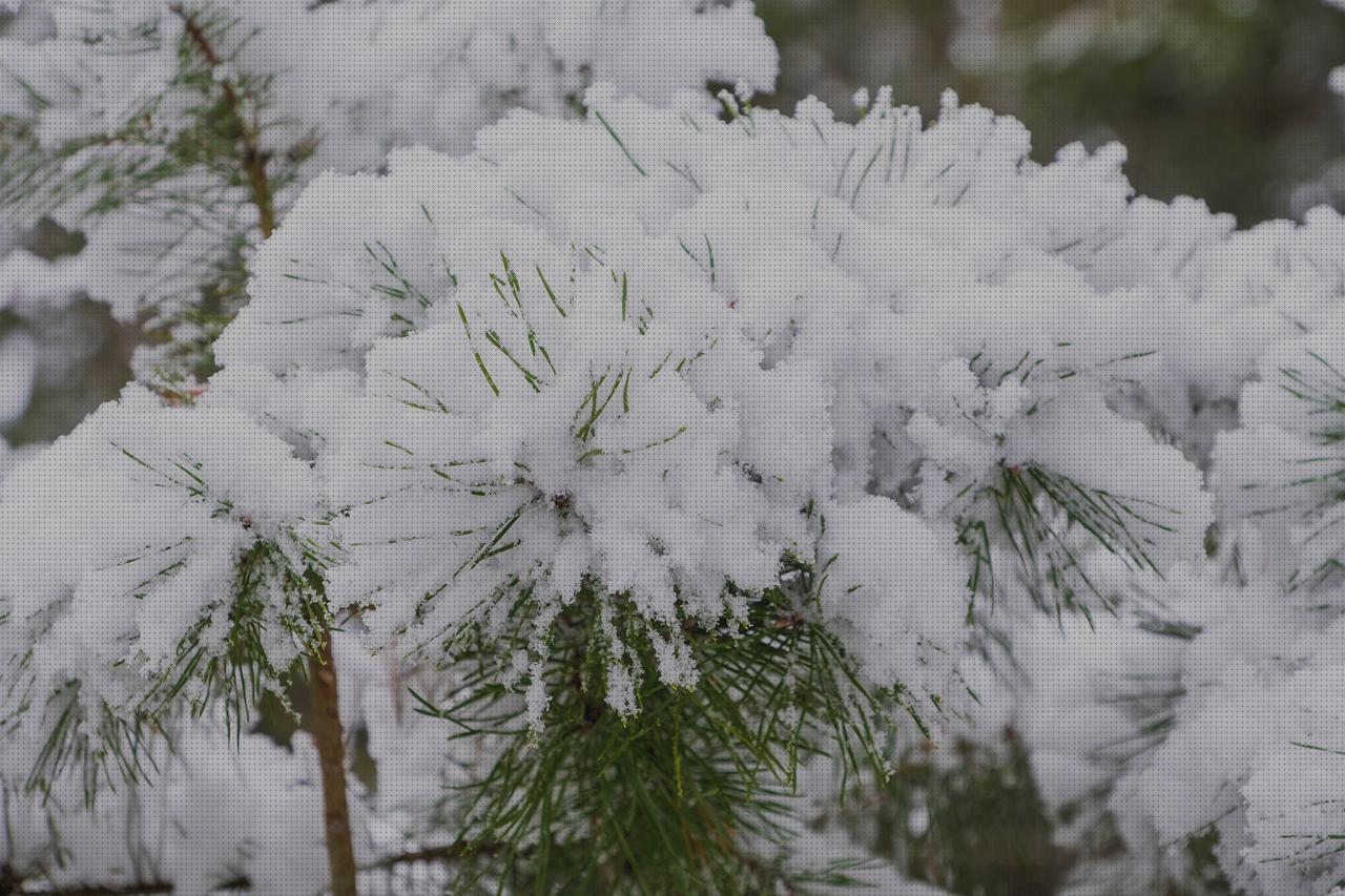 ¿Dónde poder comprar nieves nieve artificial?