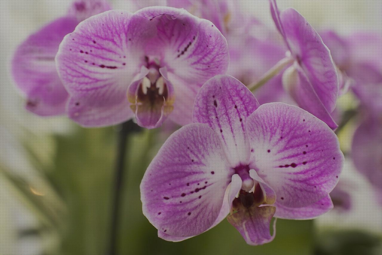 Las mejores naturales orquideas naturales