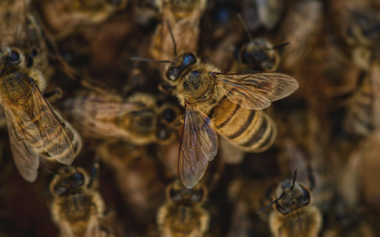 Las mejores marcas de pañales pañales pingo