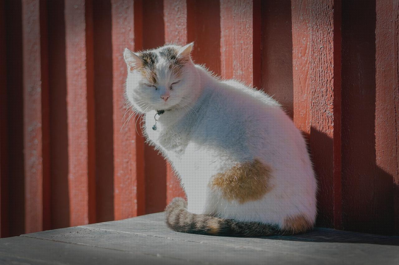 ¿Dónde poder comprar patas patas mesa escritorio?