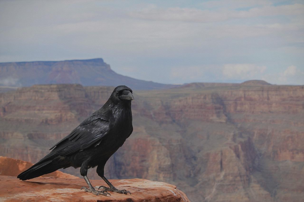 ¿Dónde poder comprar plumas plumas negras?