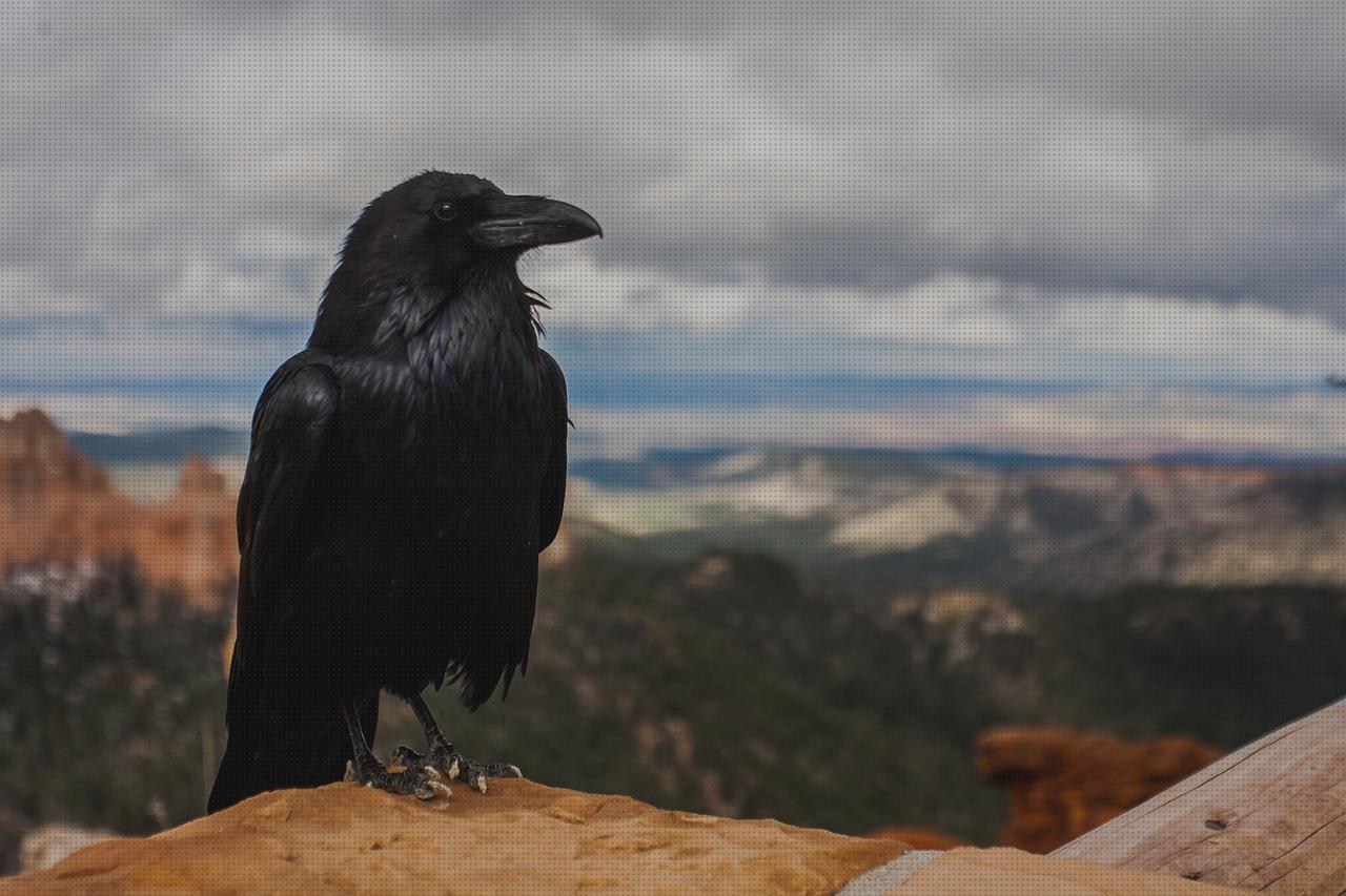 Las mejores marcas de plumas plumas negras