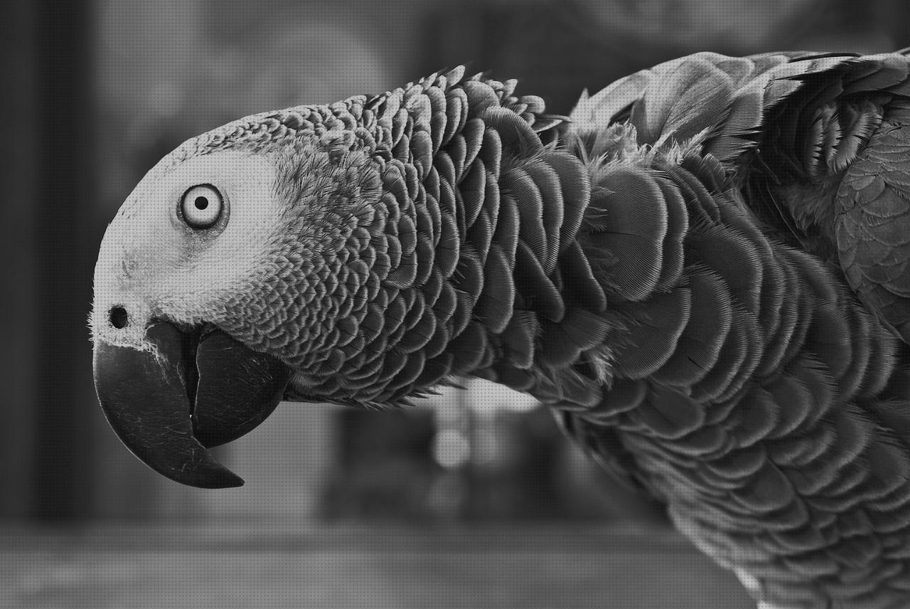 Las mejores plumas plumas negras