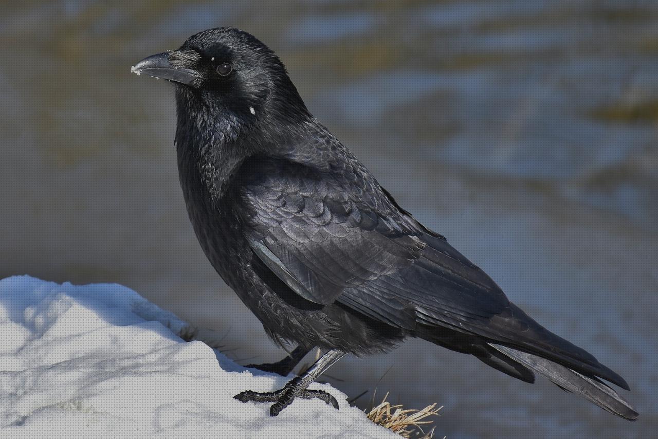 Review de plumas negras