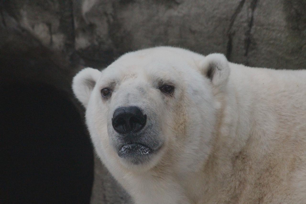 Las mejores polares polar hombre