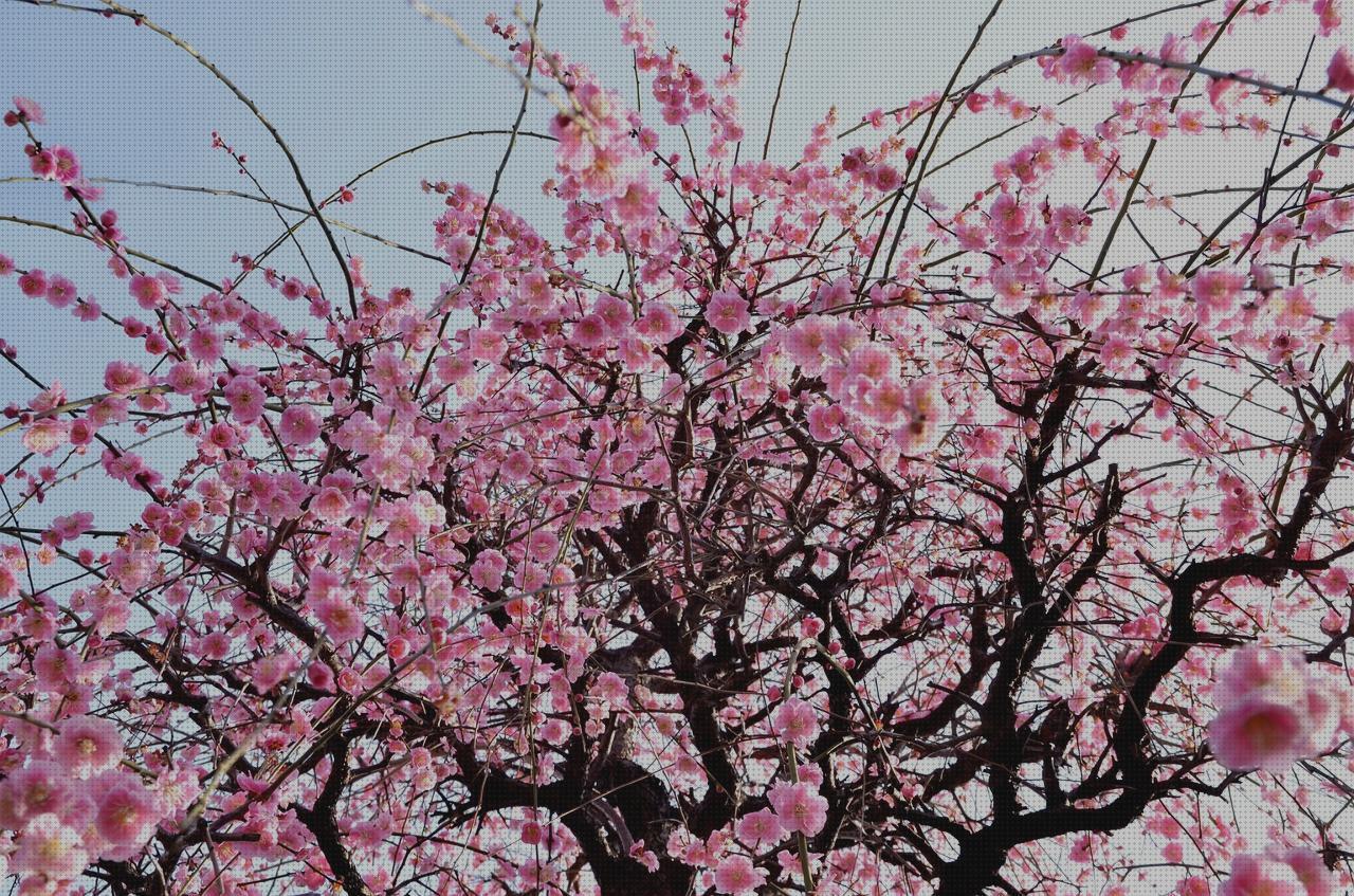 Las mejores primavera en tokio