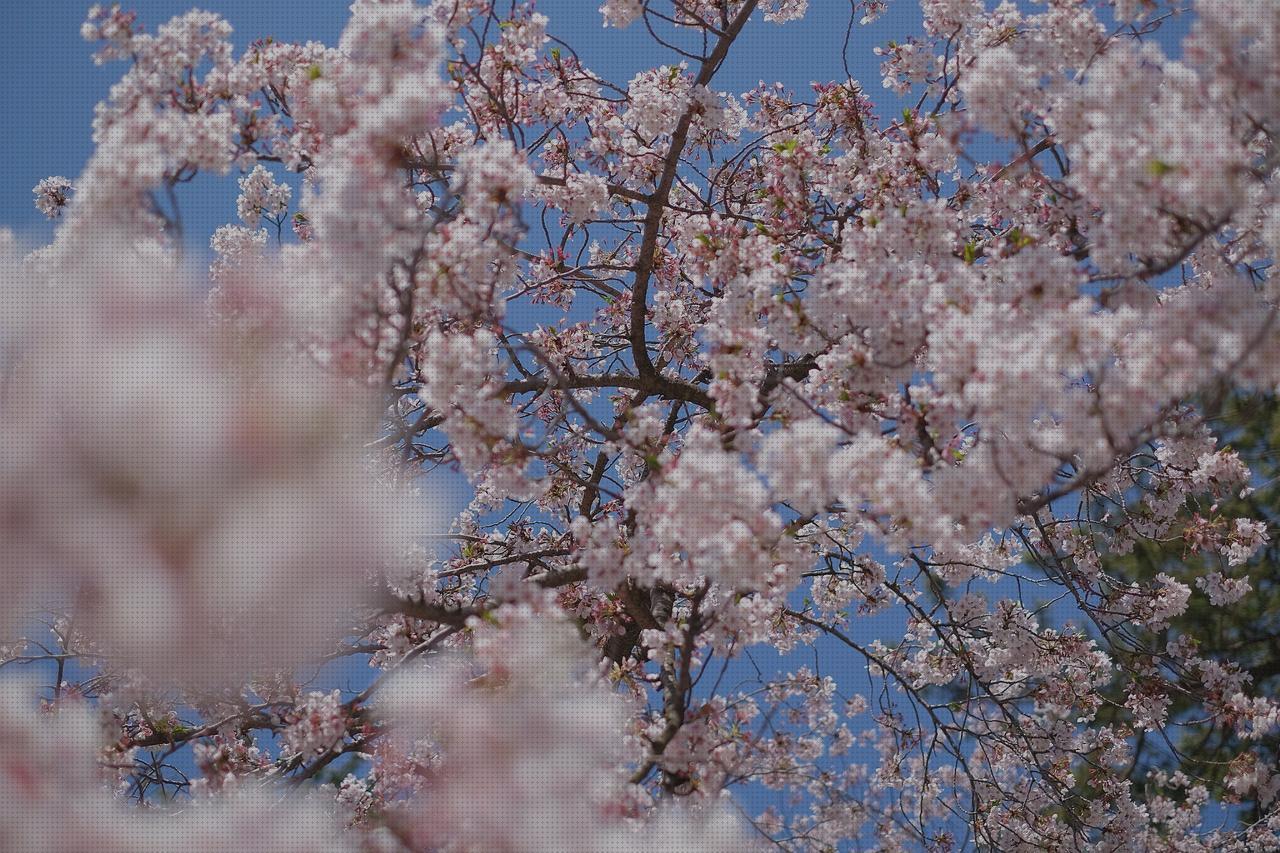 Mejores 13 primaveras en tokio