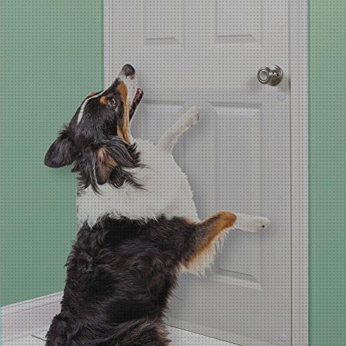 Las mejores puertas protector puertas arañazos perro