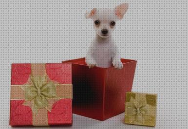 Review de regalos perros pequeños