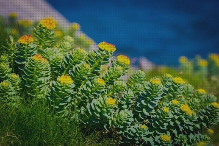 Las mejores marcas de rhodiola rhodiola rosea