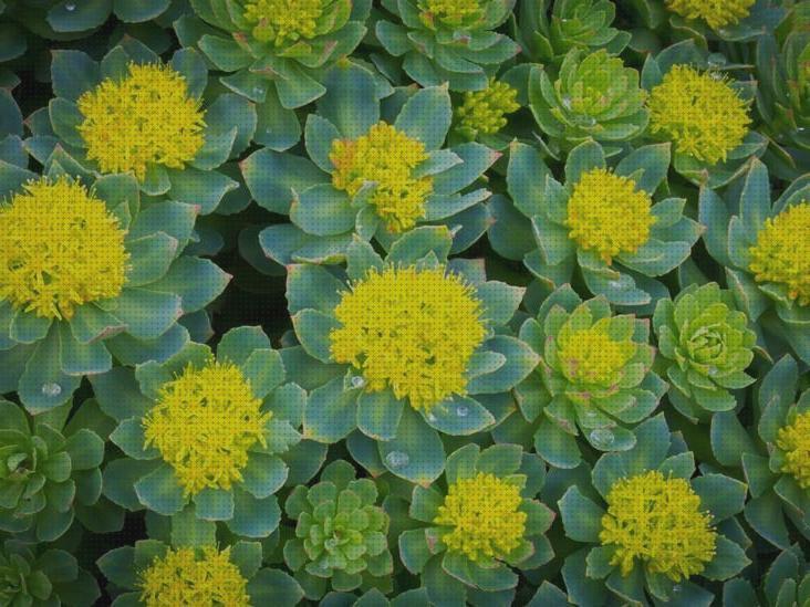 Las mejores rhodiola rhodiola rosea