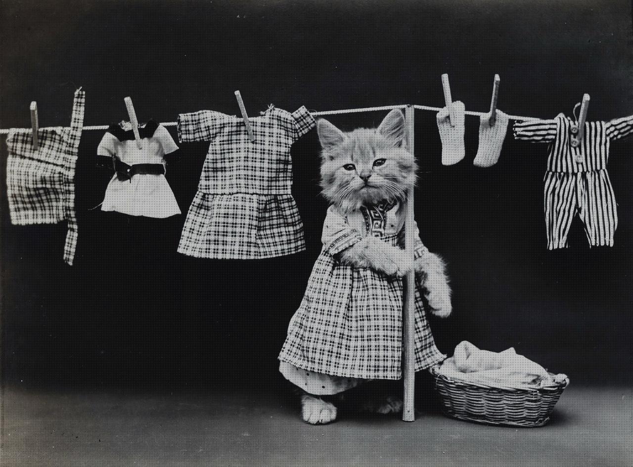 ¿Dónde poder comprar ropas ropa gato?